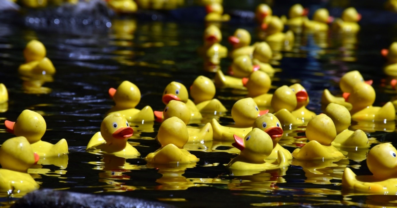 Duck Race